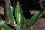 Rothmannia fischeri subsp. fischeri