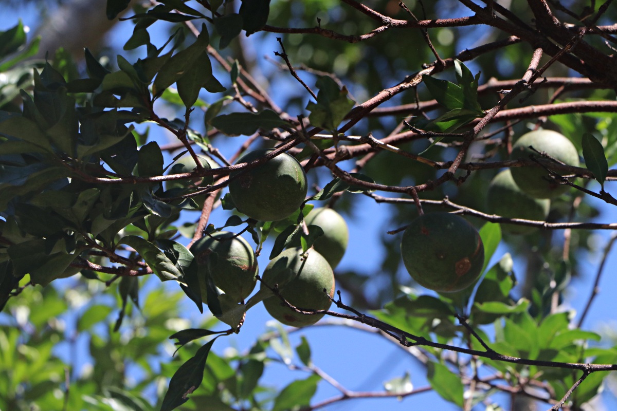 Rothmannia fischeri subsp. fischeri Rothmannia fischeri subsp. fischeri