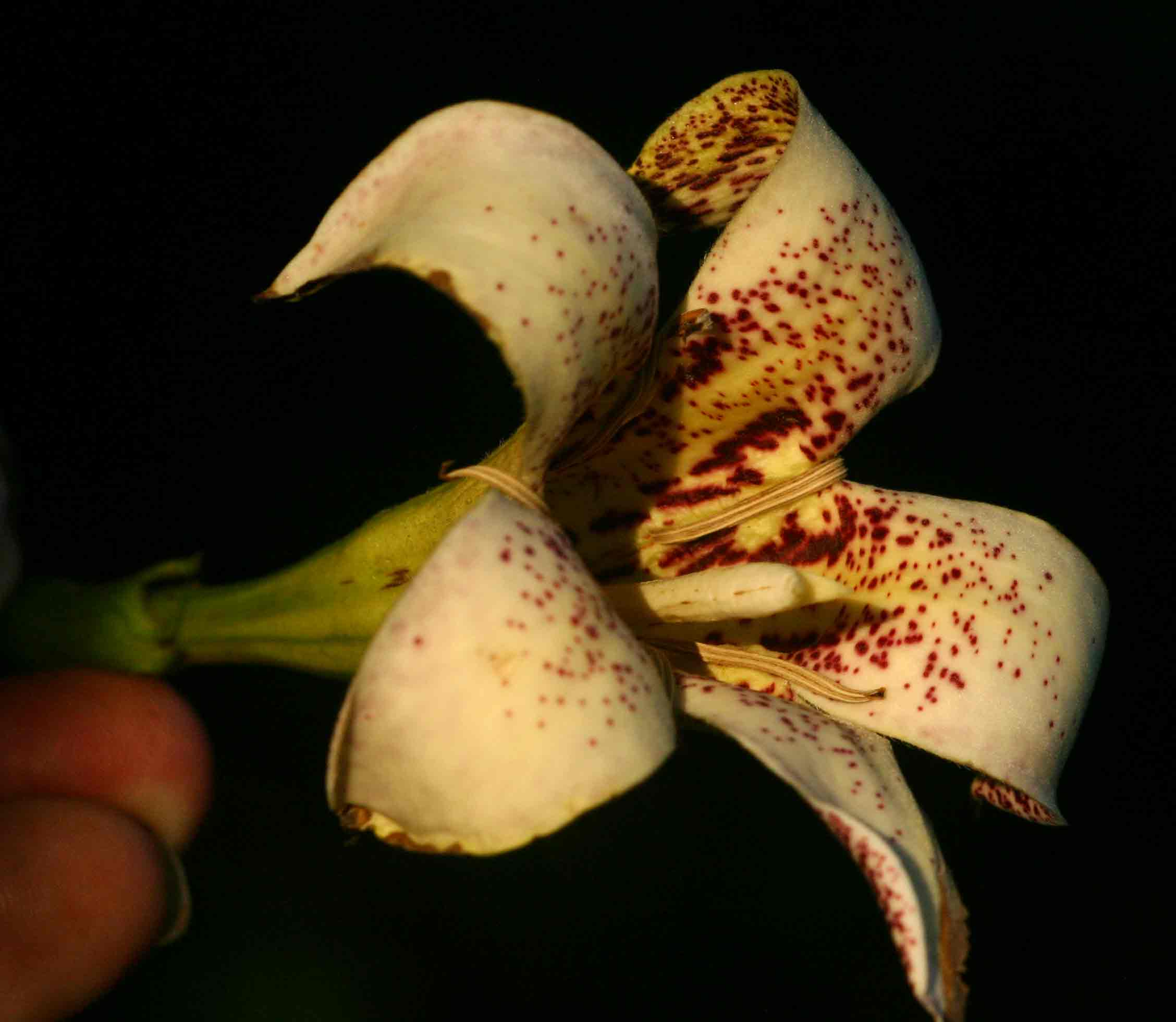 Rothmannia urcelliformis