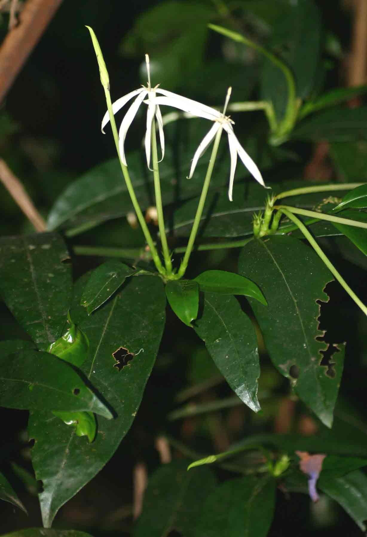 Oxyanthus goetzei subsp. goetzei