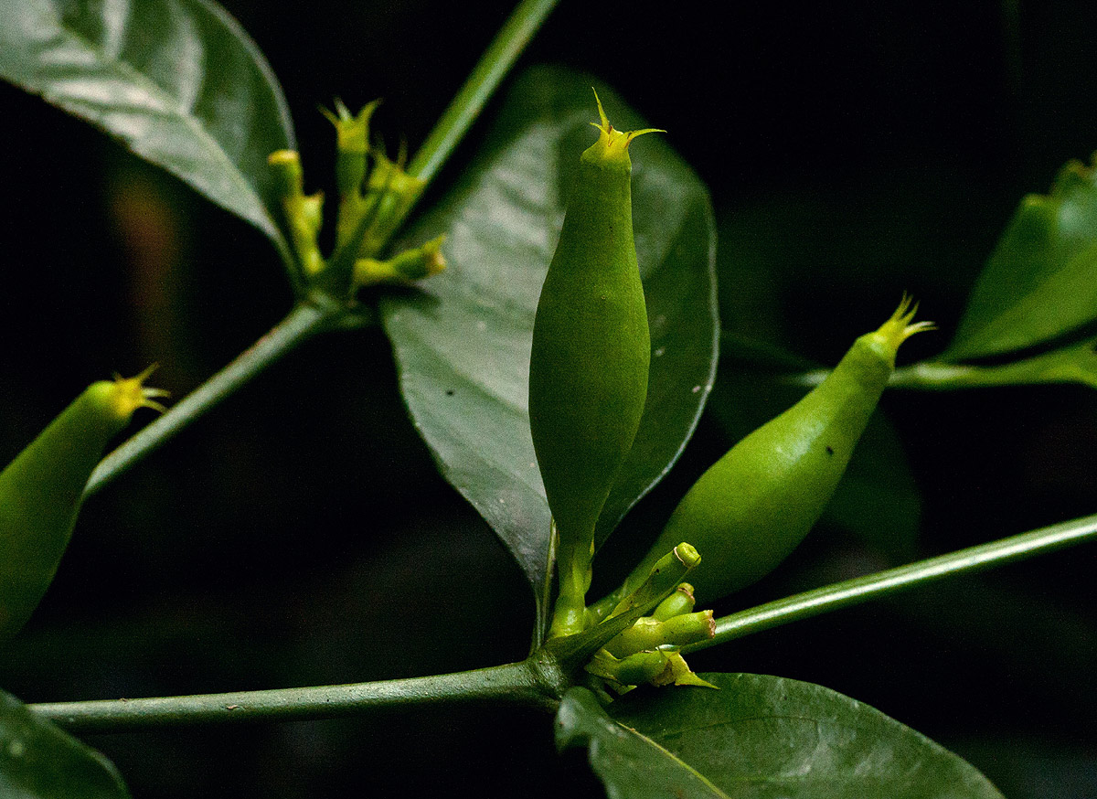 Oxyanthus goetzei subsp. goetzei