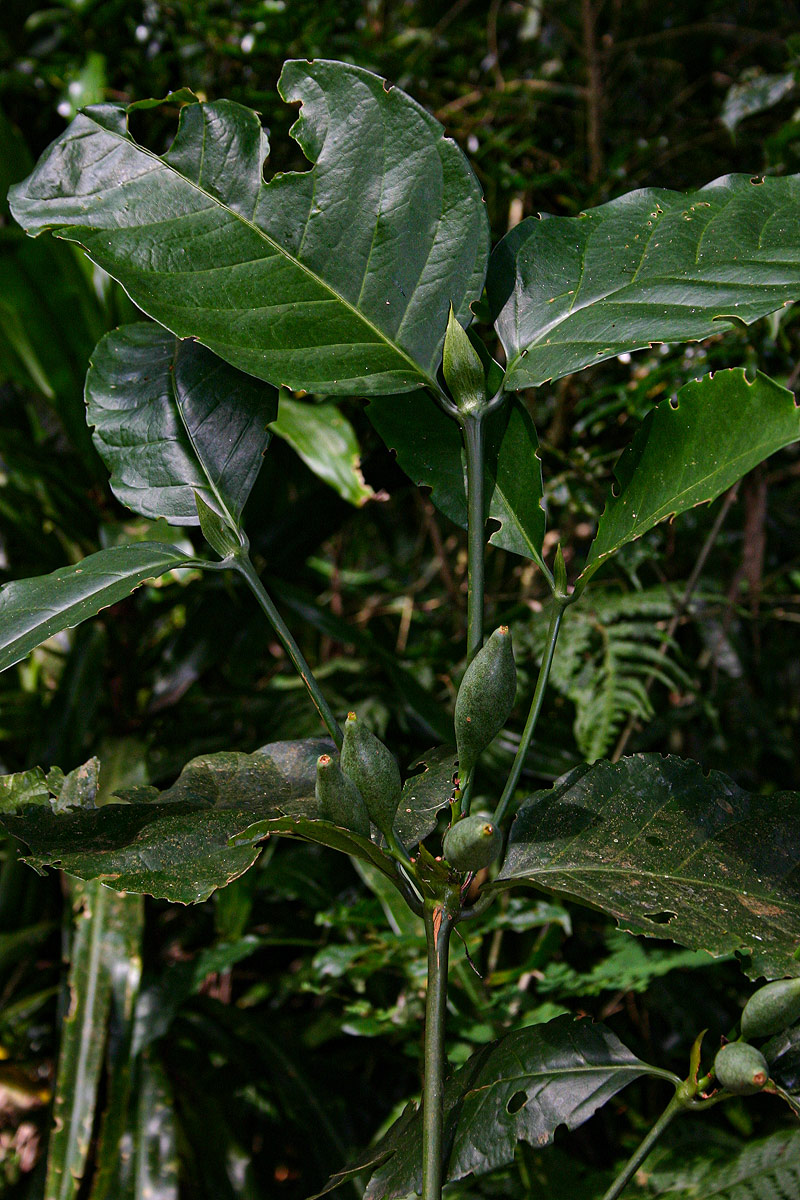 Oxyanthus speciosus subsp. stenocarpus