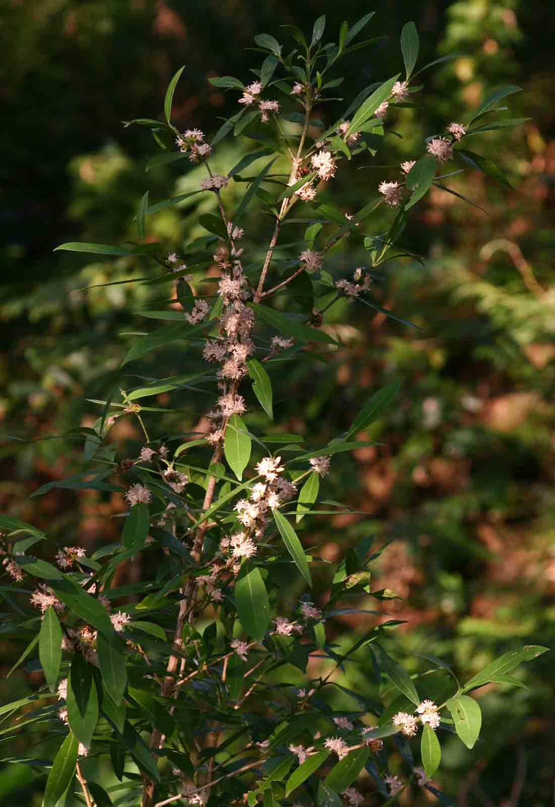 Tricalysia coriacea subsp. angustifolia