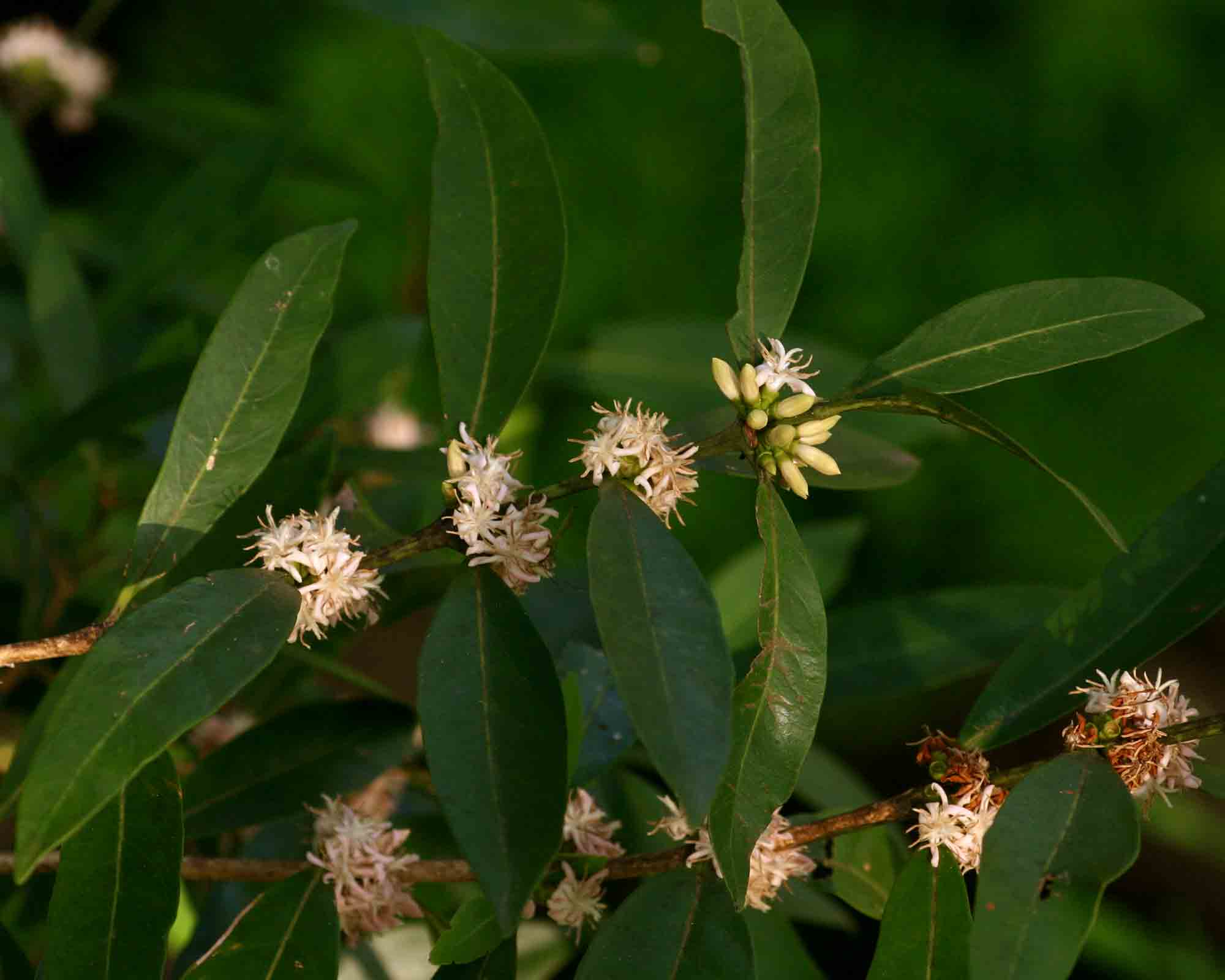 Tricalysia coriacea subsp. angustifolia