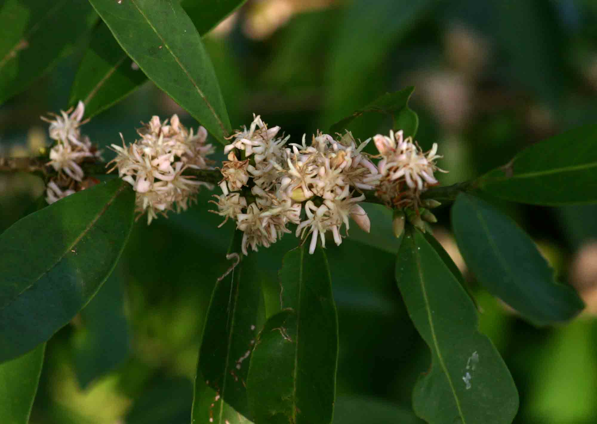 Tricalysia coriacea subsp. angustifolia