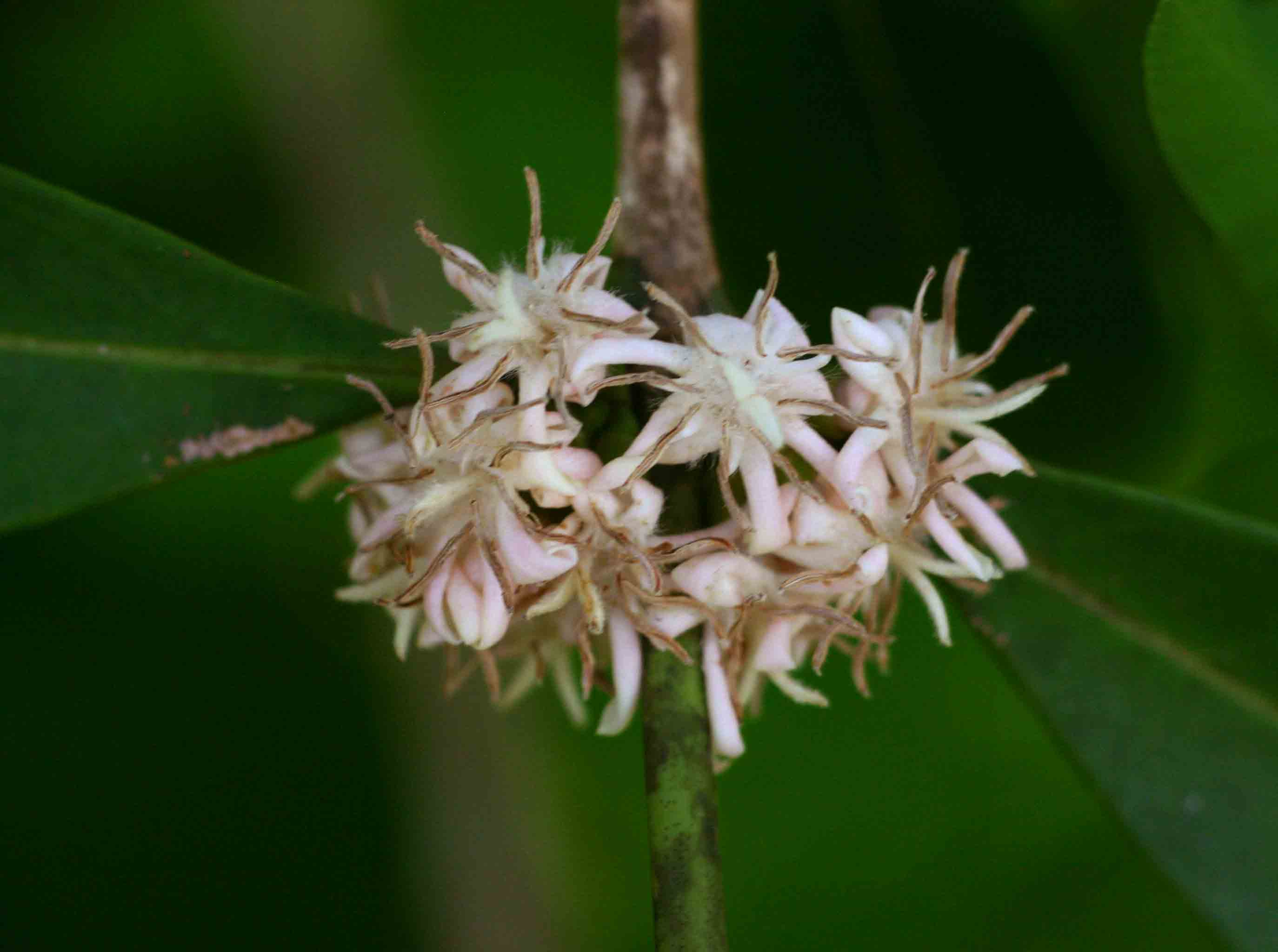 Tricalysia coriacea subsp. angustifolia