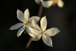Tricalysia jasminiflora var. jasminiflora