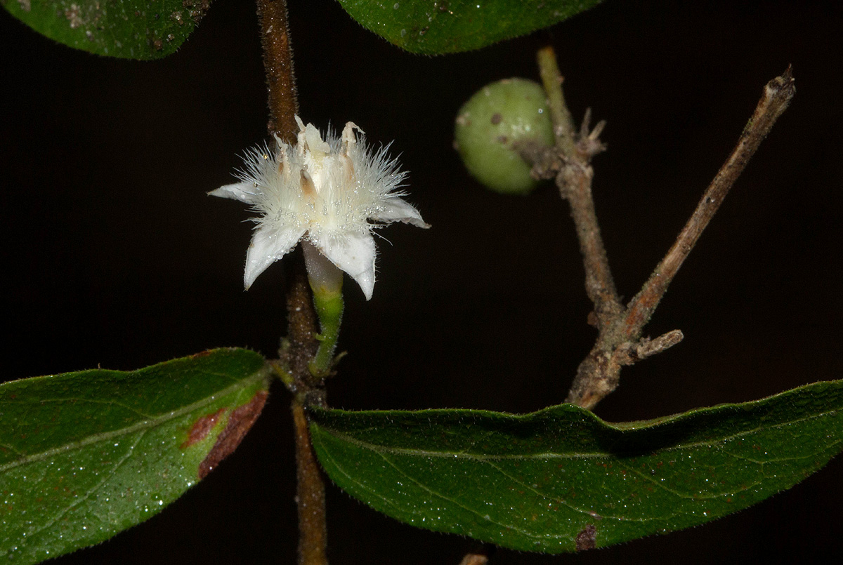 Empogona kirkii subsp. kirkii