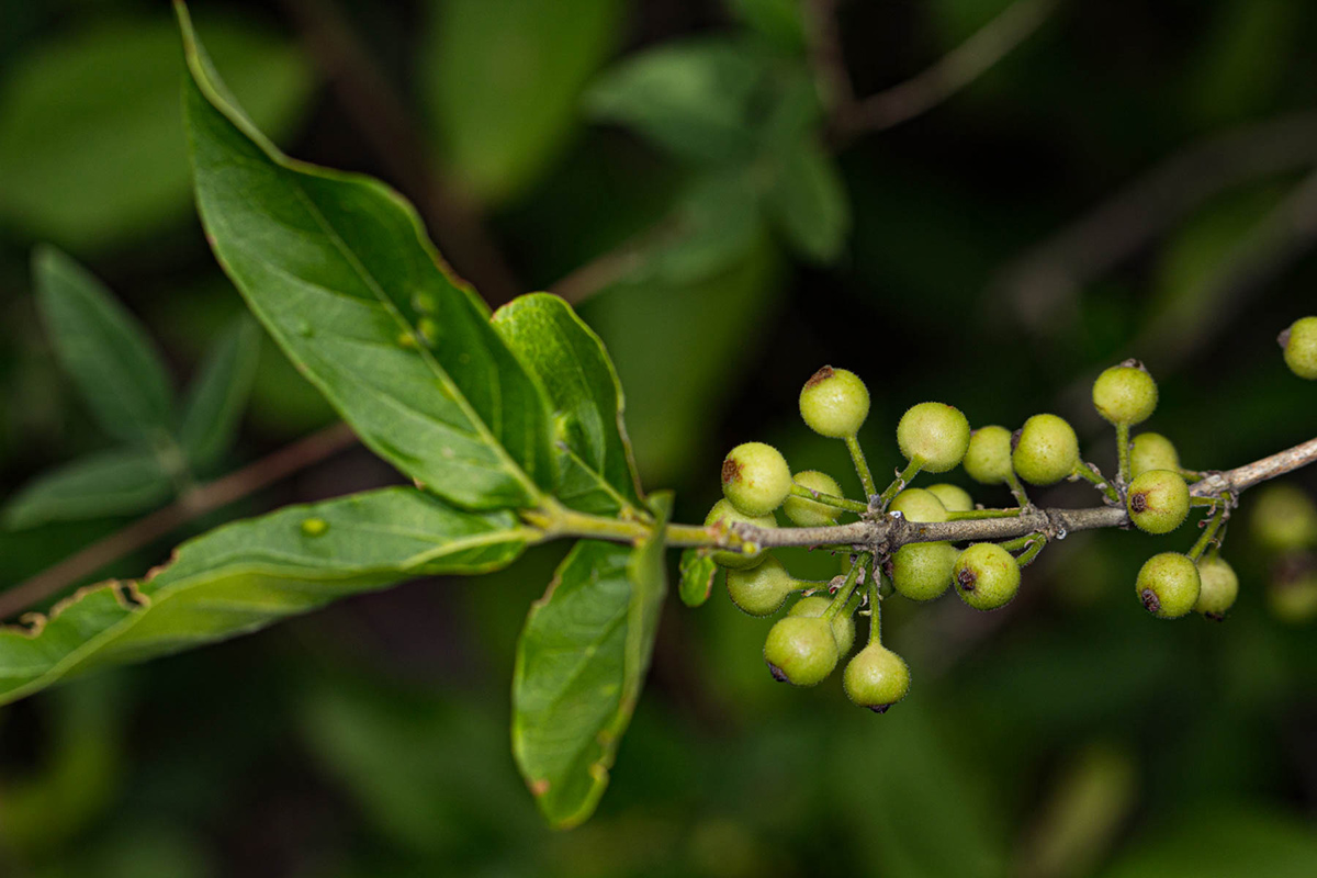 Empogona kirkii subsp. kirkii Empogona kirkii subsp. kirkii