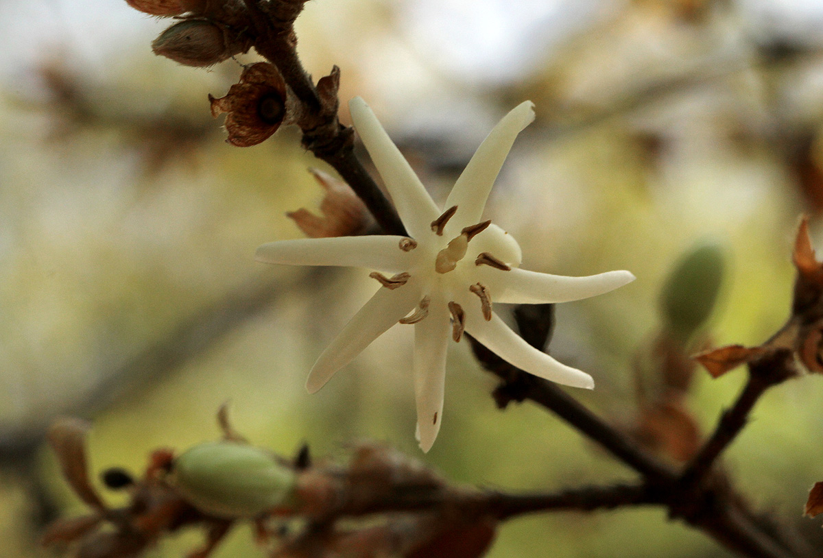 Sericanthe andongensis subsp. engleri