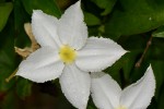 Heinsia crinita subsp. parviflora