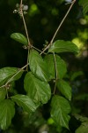 Heinsenia diervilleoides subsp. diervilleoides