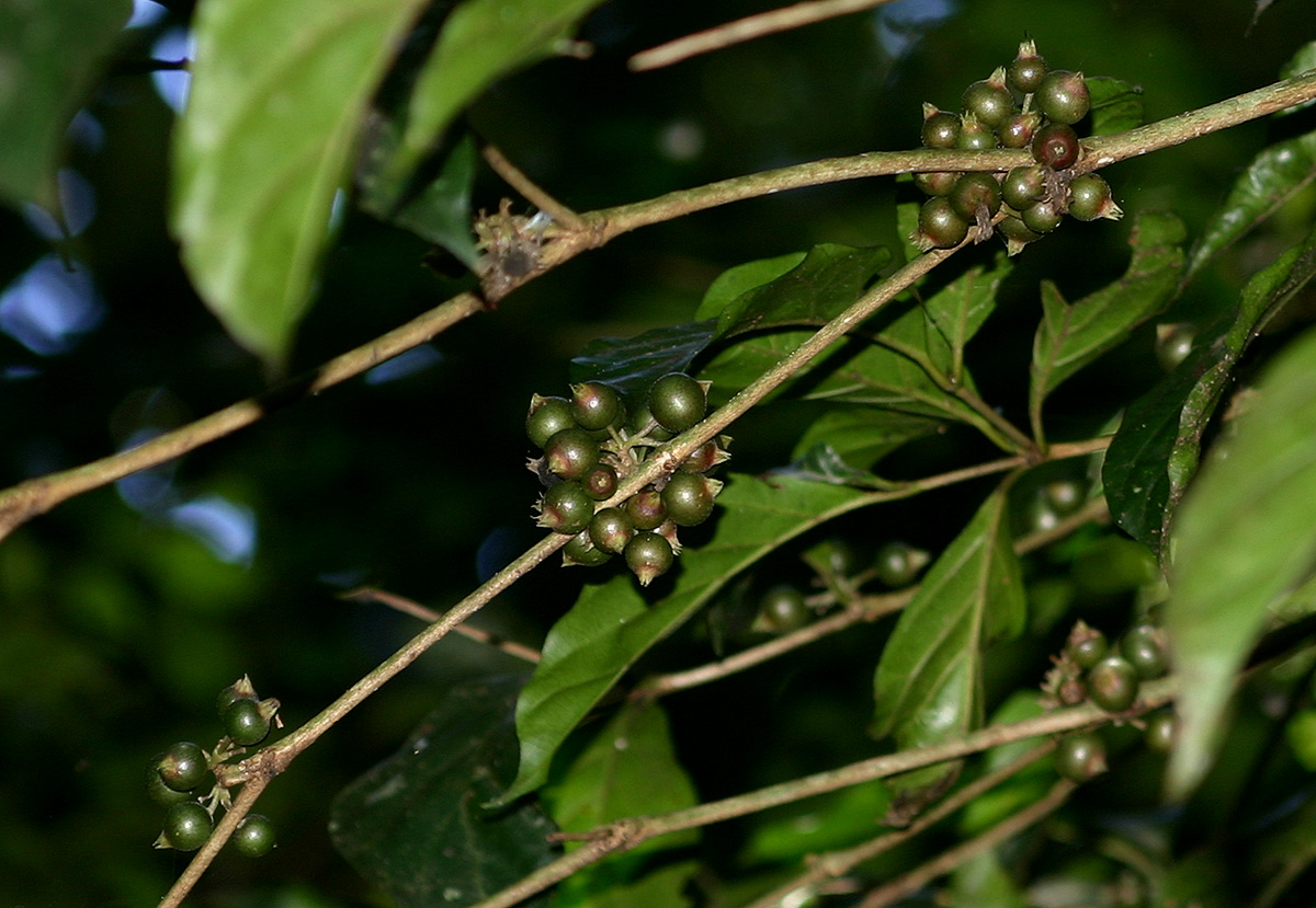Heinsenia diervilleoides subsp. diervilleoides