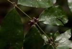 Cremaspora triflora subsp. triflora