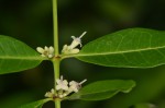 Polysphaeria lanceolata subsp. lanceolata var. lanceolata