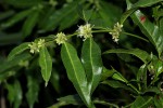 Polysphaeria lanceolata subsp. lanceolata var. lanceolata