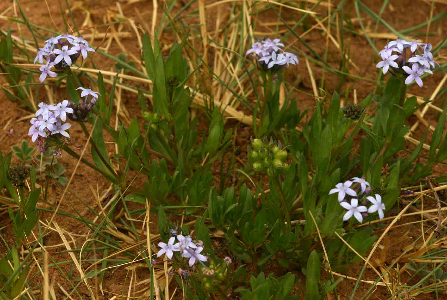Pentanisia sykesii subsp. otomerioides