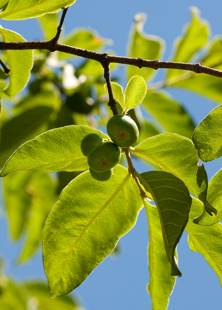 Vangueria infausta subsp. infausta