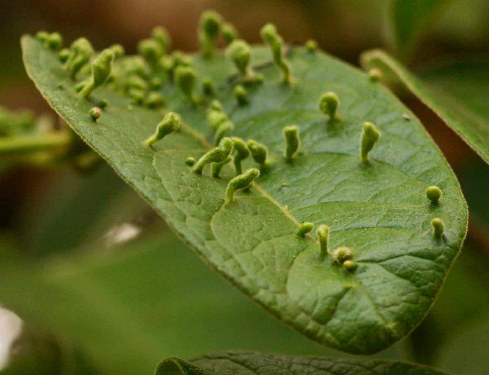 Vangueria infausta subsp. infausta Vangueria infausta subsp. infausta