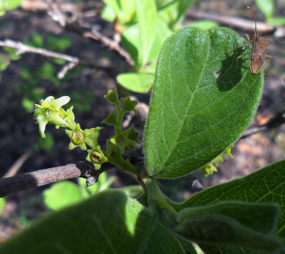 Vangueria infausta subsp. infausta