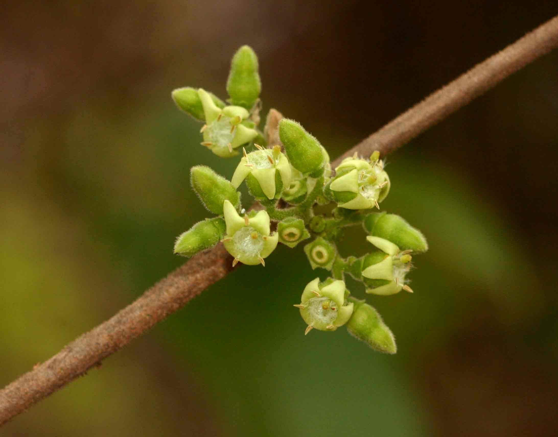 Vangueria infausta subsp. infausta