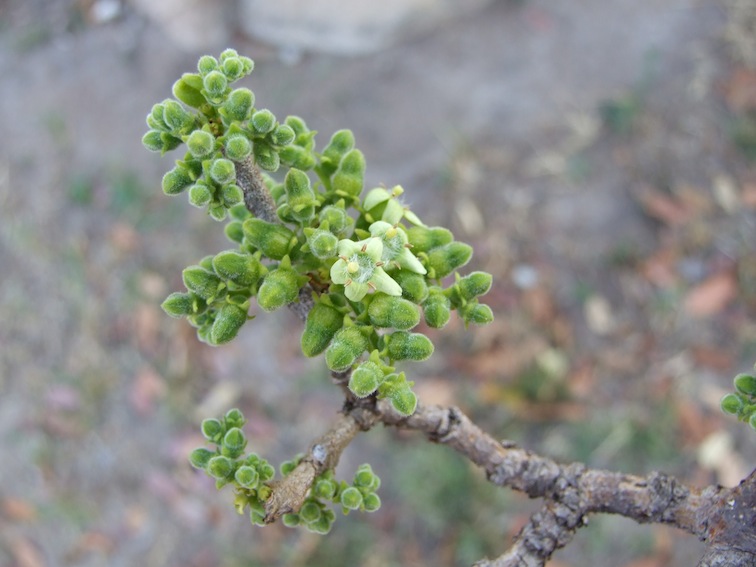 Vangueria infausta subsp. infausta