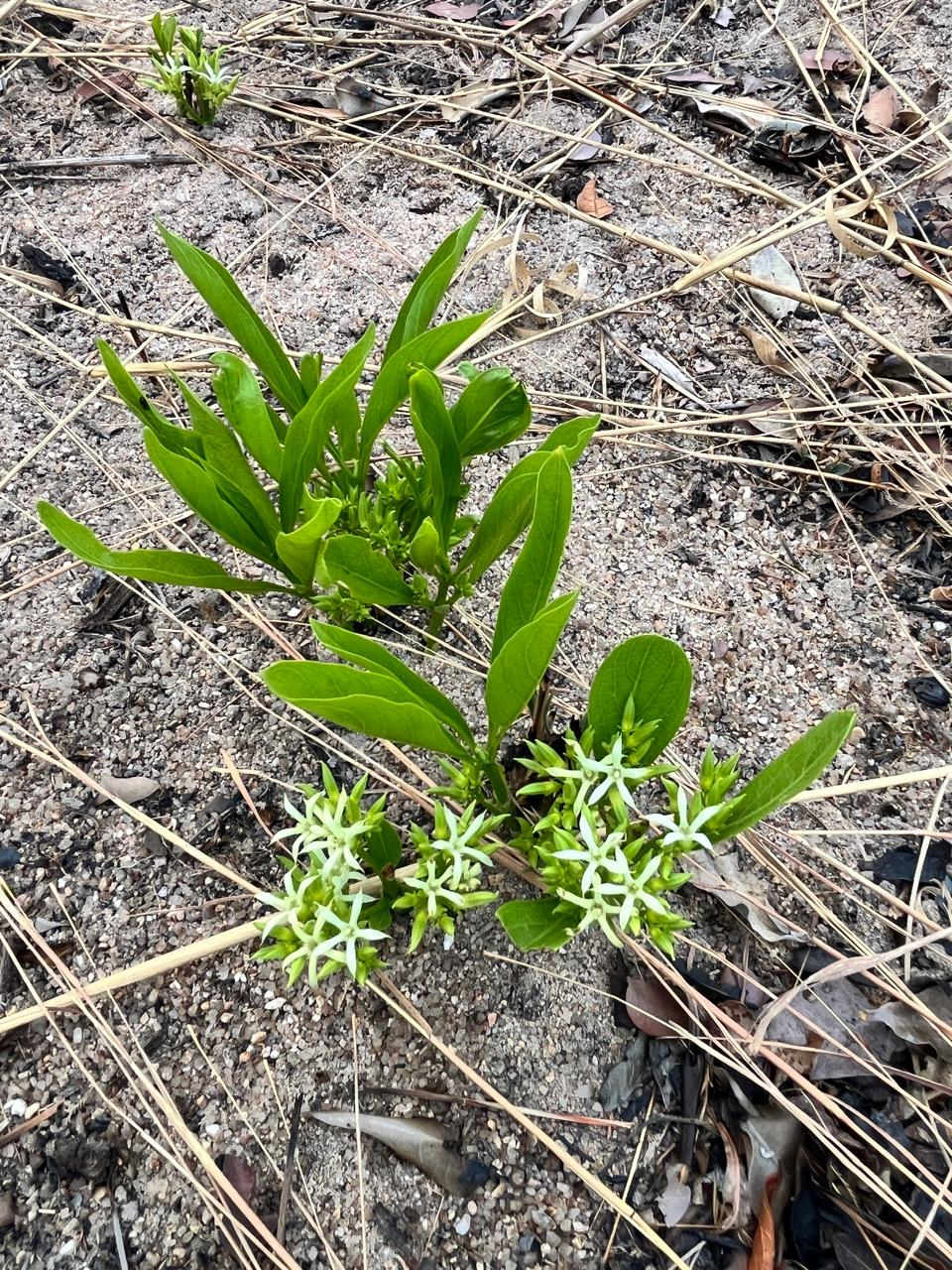 Pygmaeothamnus zeyheri var. zeyheri Pygmaeothamnus zeyheri var. zeyheri