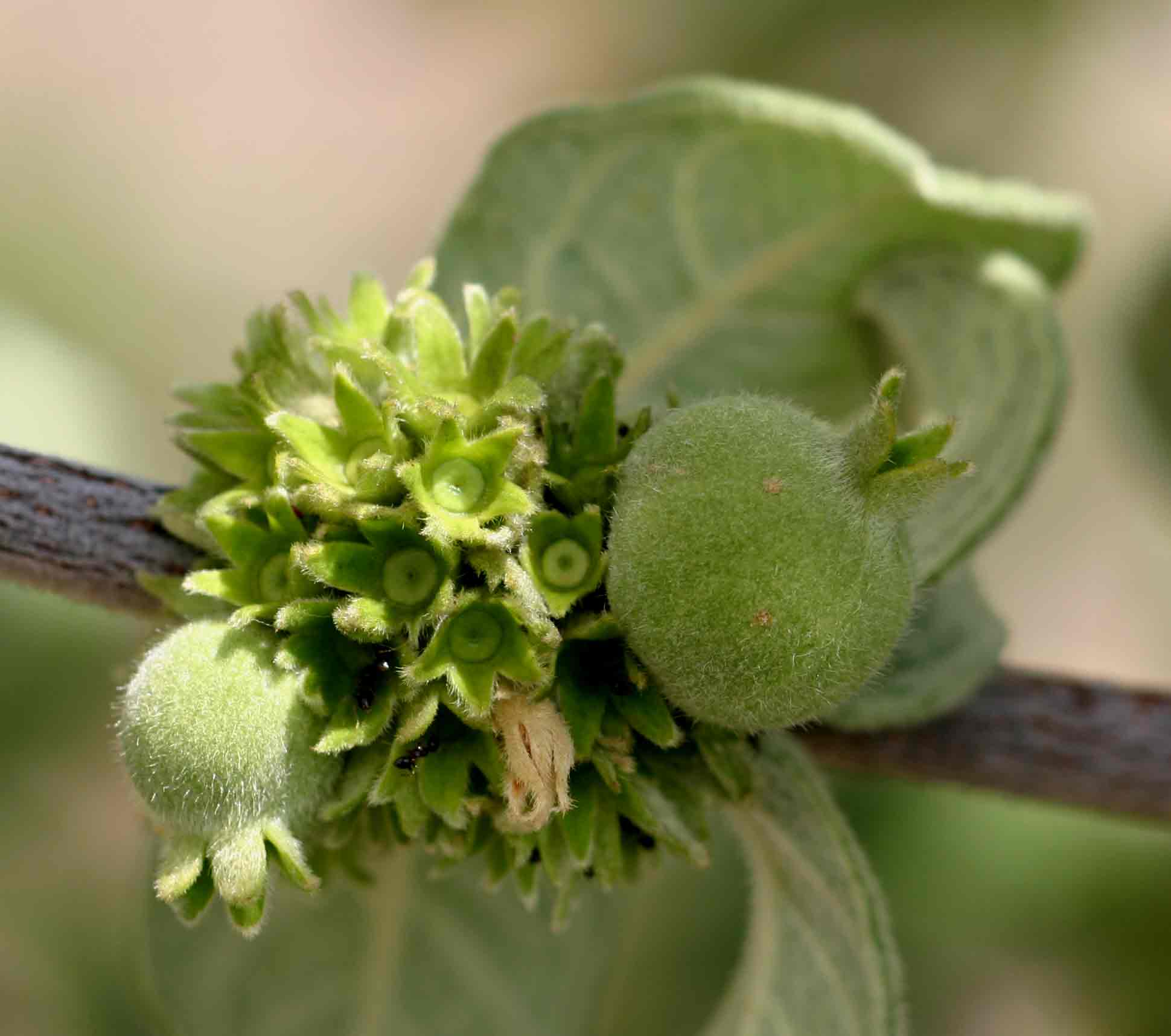 Vangueria vestita Vangueria vestita