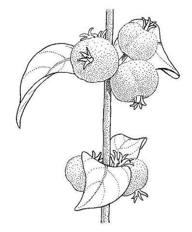 Tapiphyllum velutinum