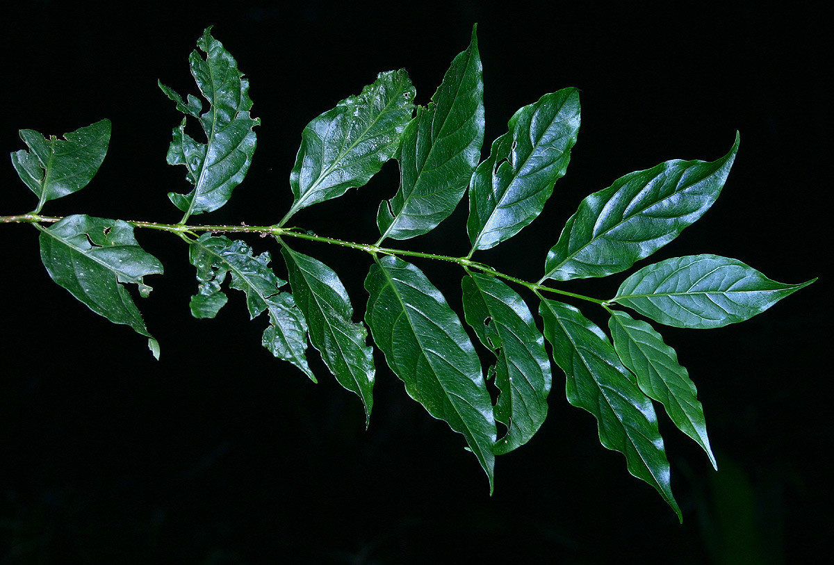 Rytigynia uhligii Rytigynia uhligii