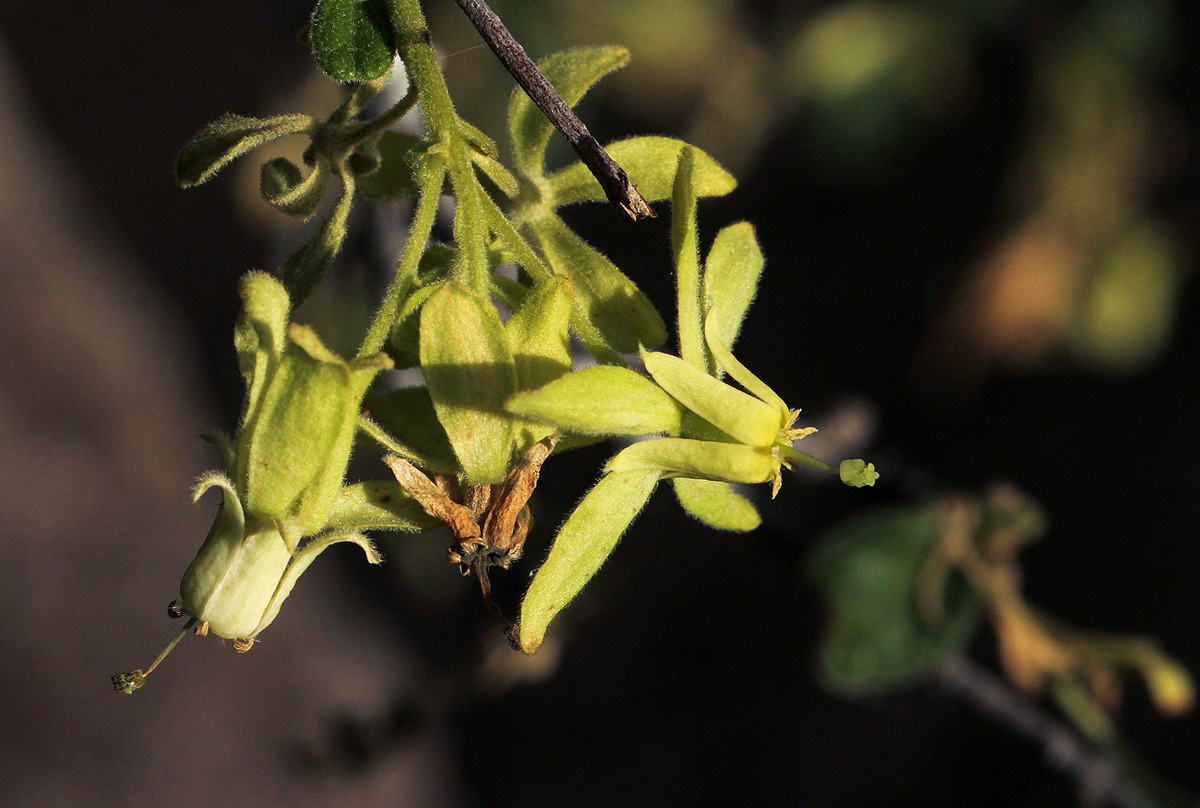 Vangueria dryadum