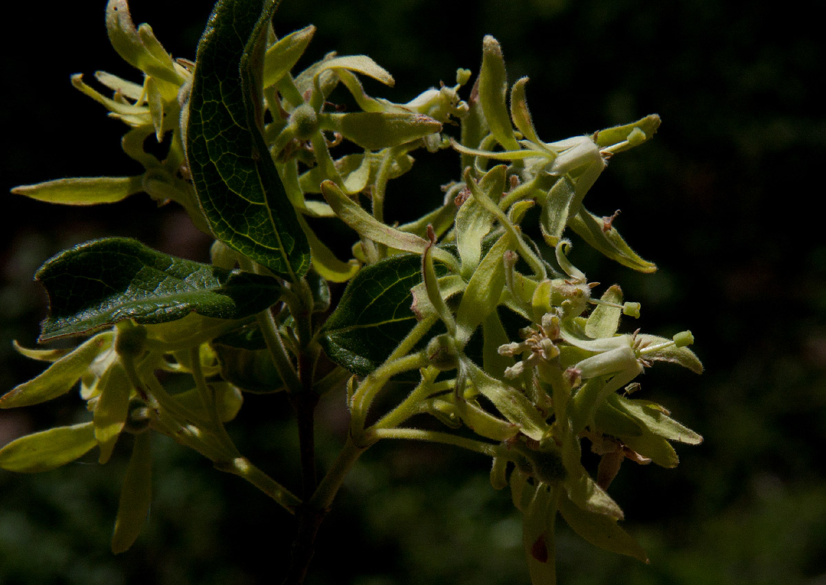 Vangueria dryadum