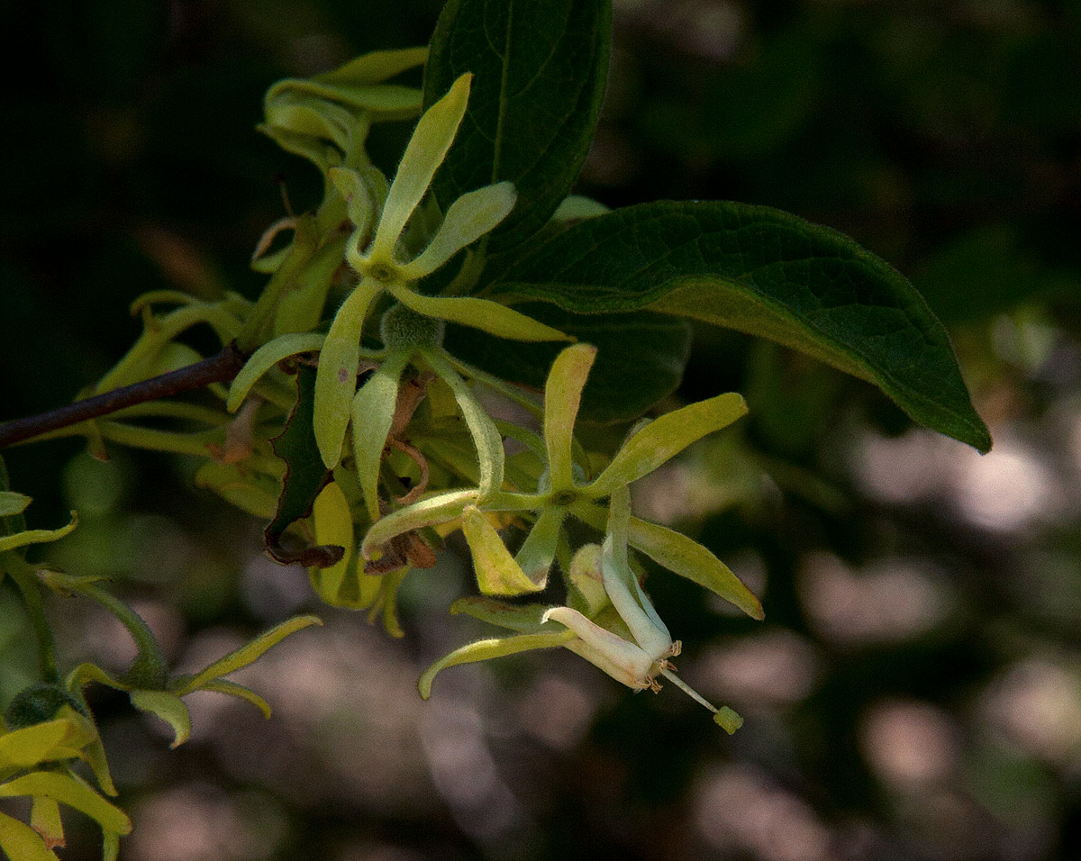 Vangueria dryadum