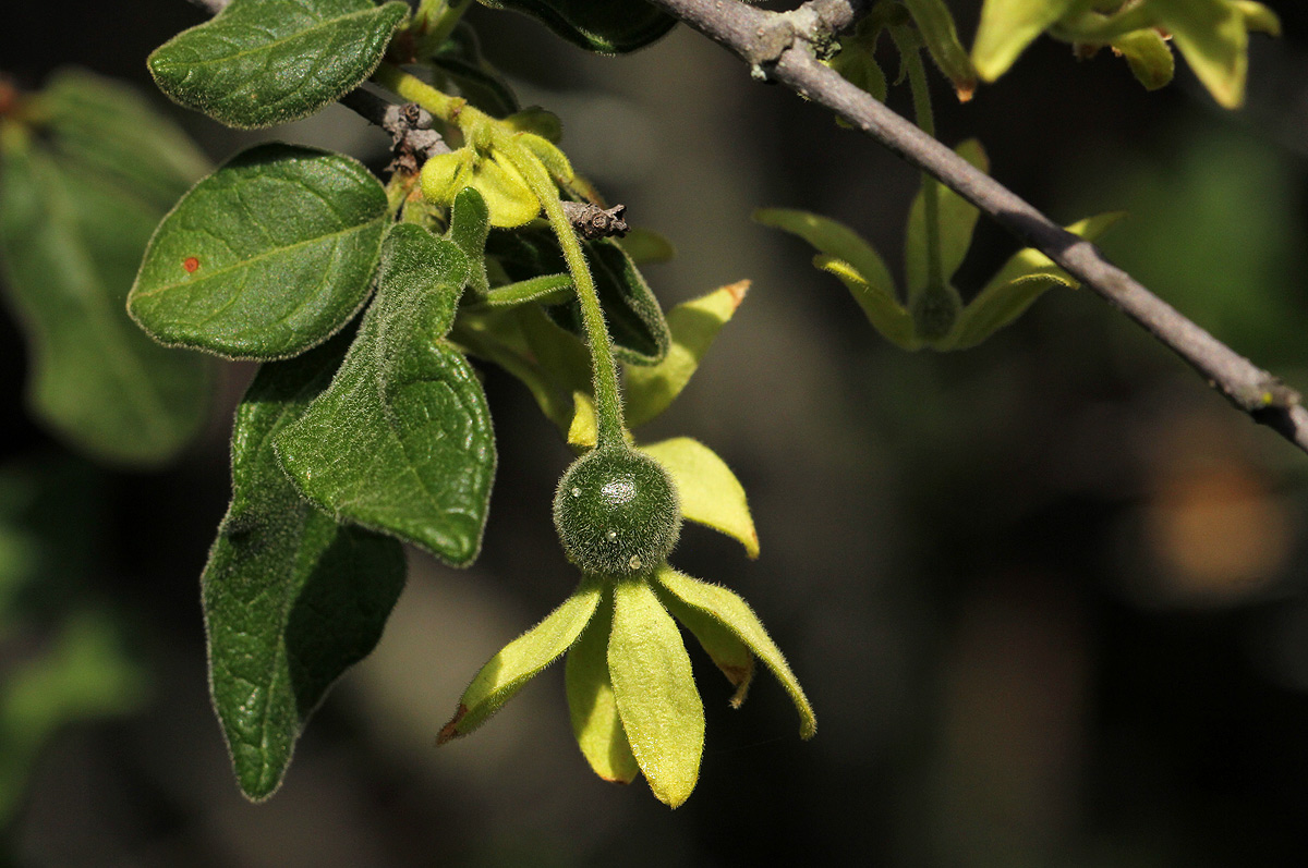 Vangueria dryadum