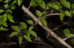Canthium glaucum subsp. frangula var. frangula