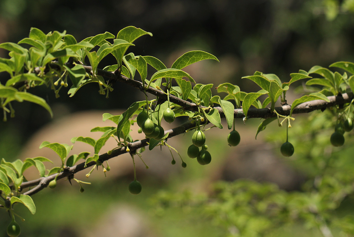 Canthium glaucum subsp. frangula var. pubescens