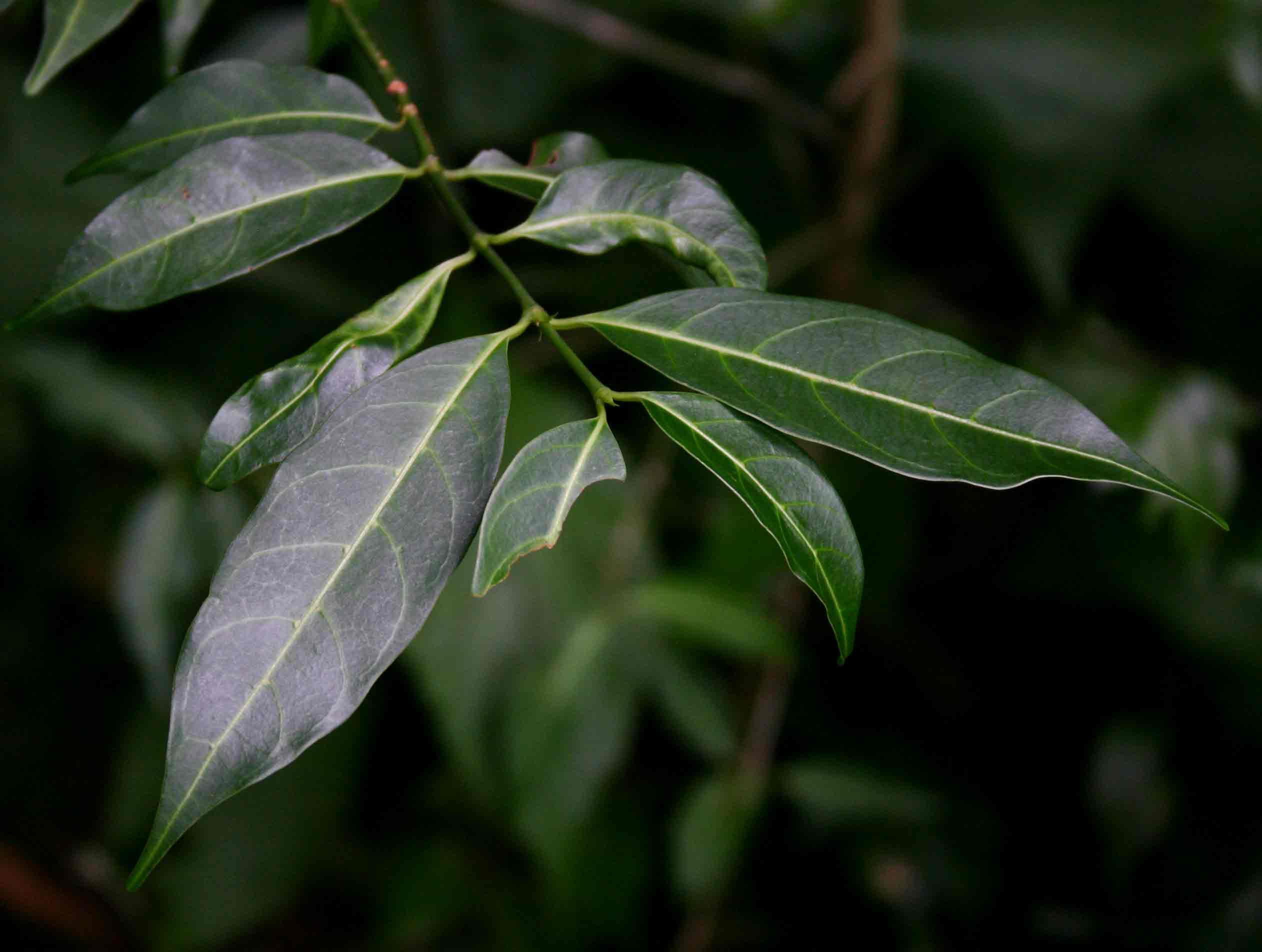 Canthium oligocarpum subsp. angustifolium