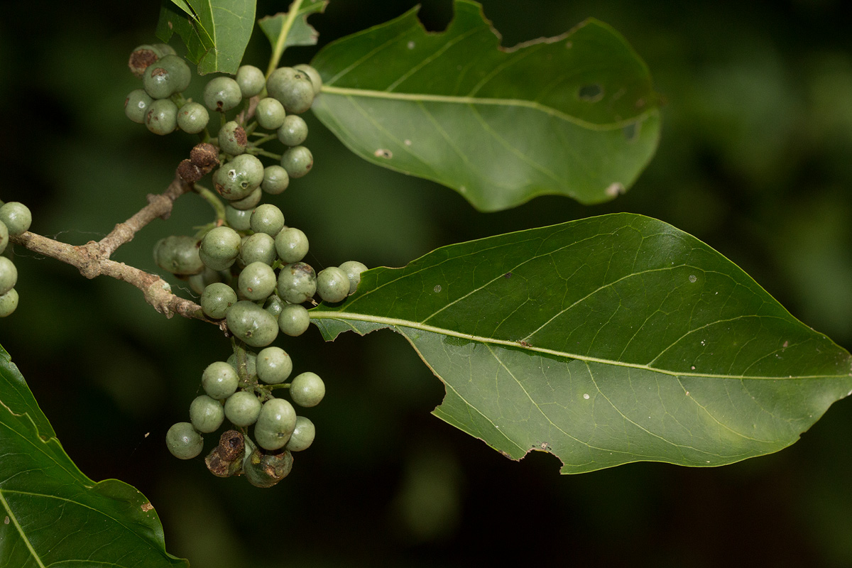 Afrocanthium racemulosum var. racemulosum