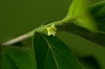 Bullockia setiflora