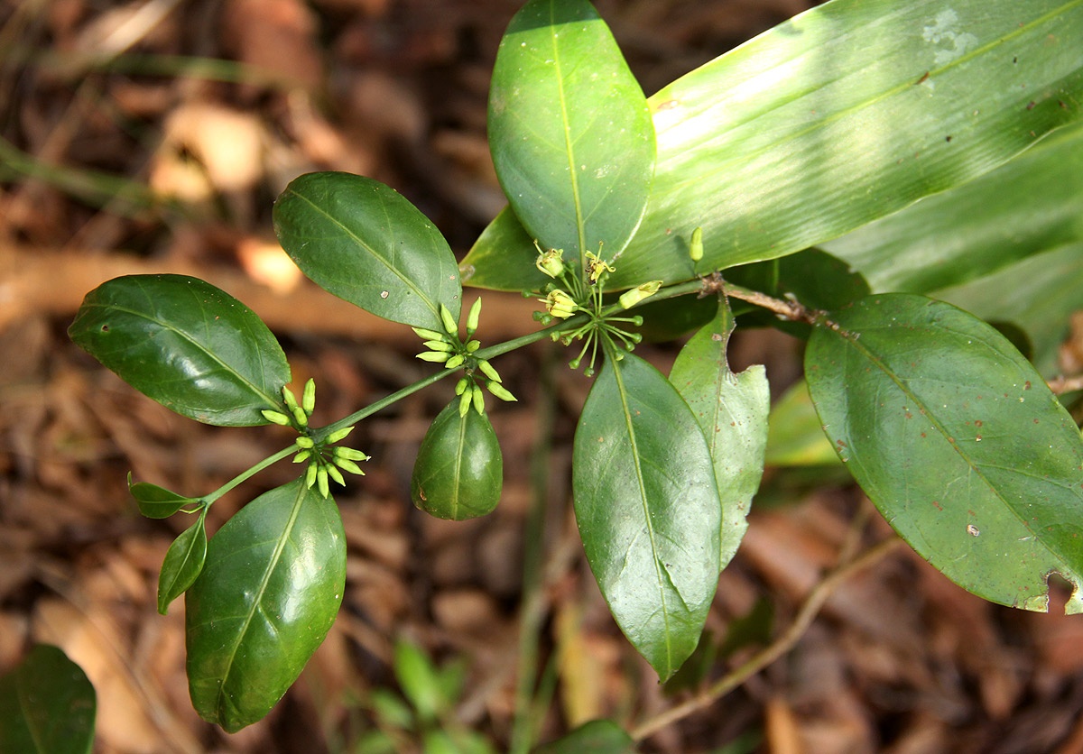 Psydrax kraussioides