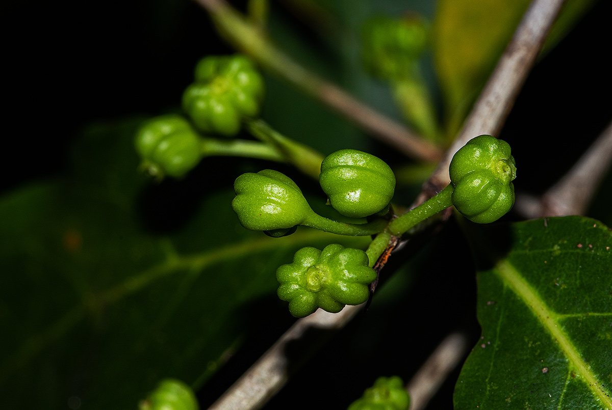 Pyrostria bibracteata