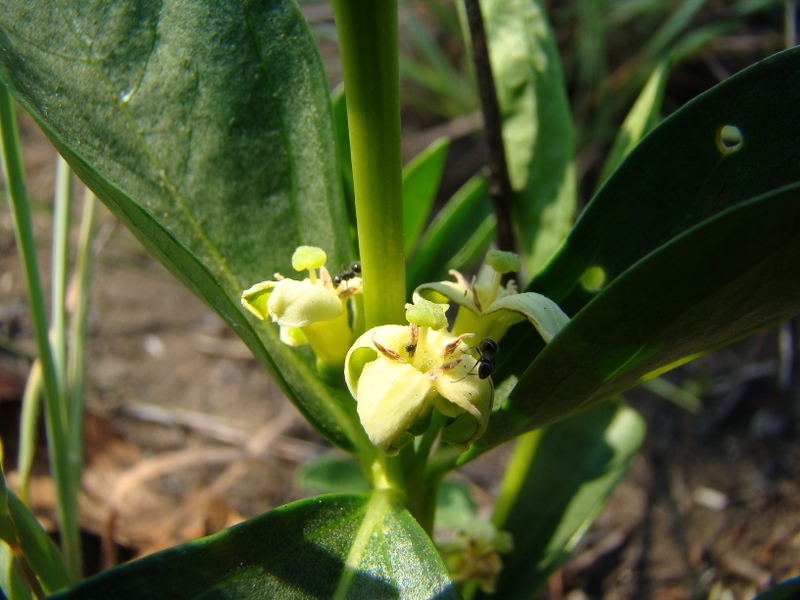 Fadogia stenophylla subsp. odorata