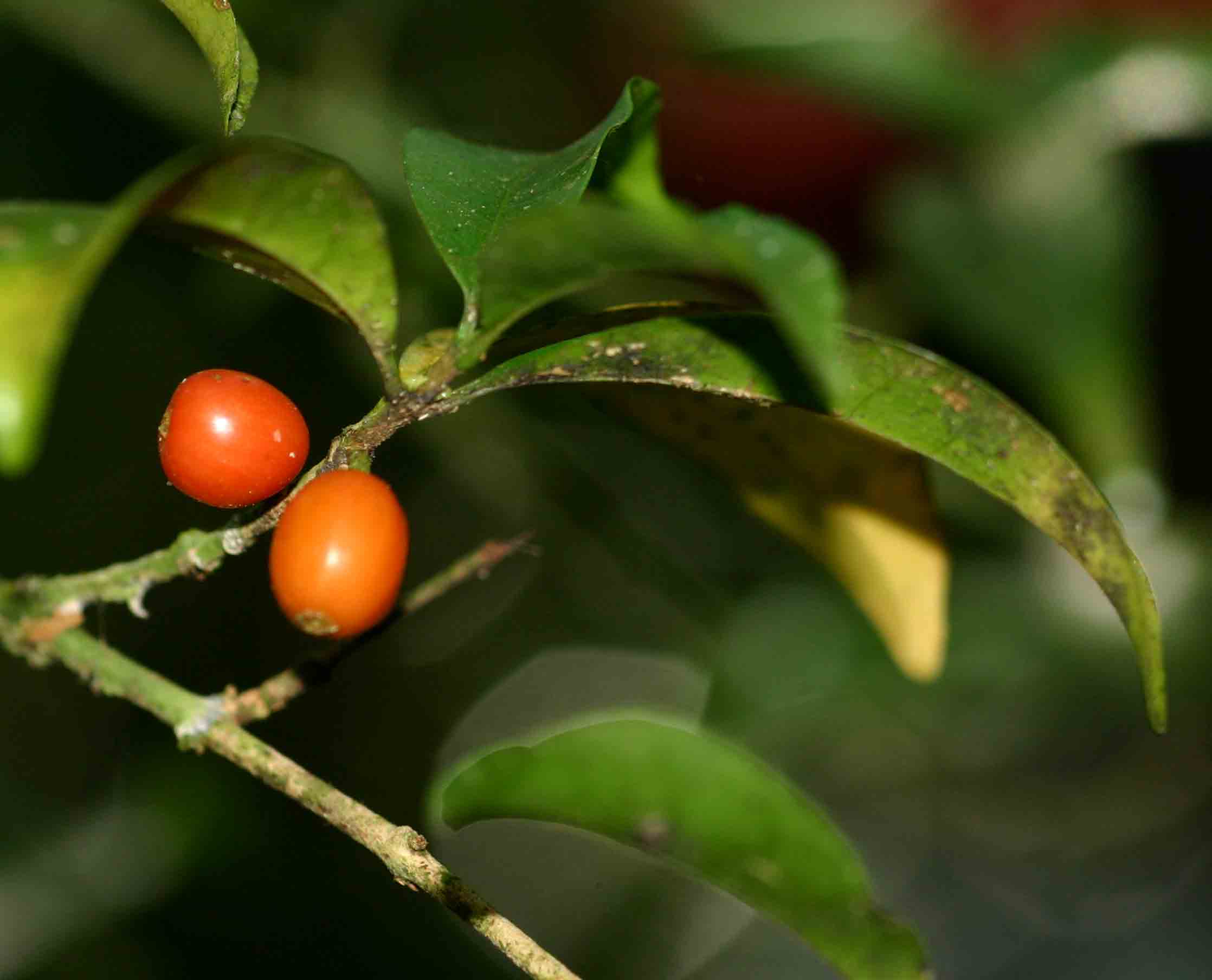 Coffea mufindiensis subsp. australis