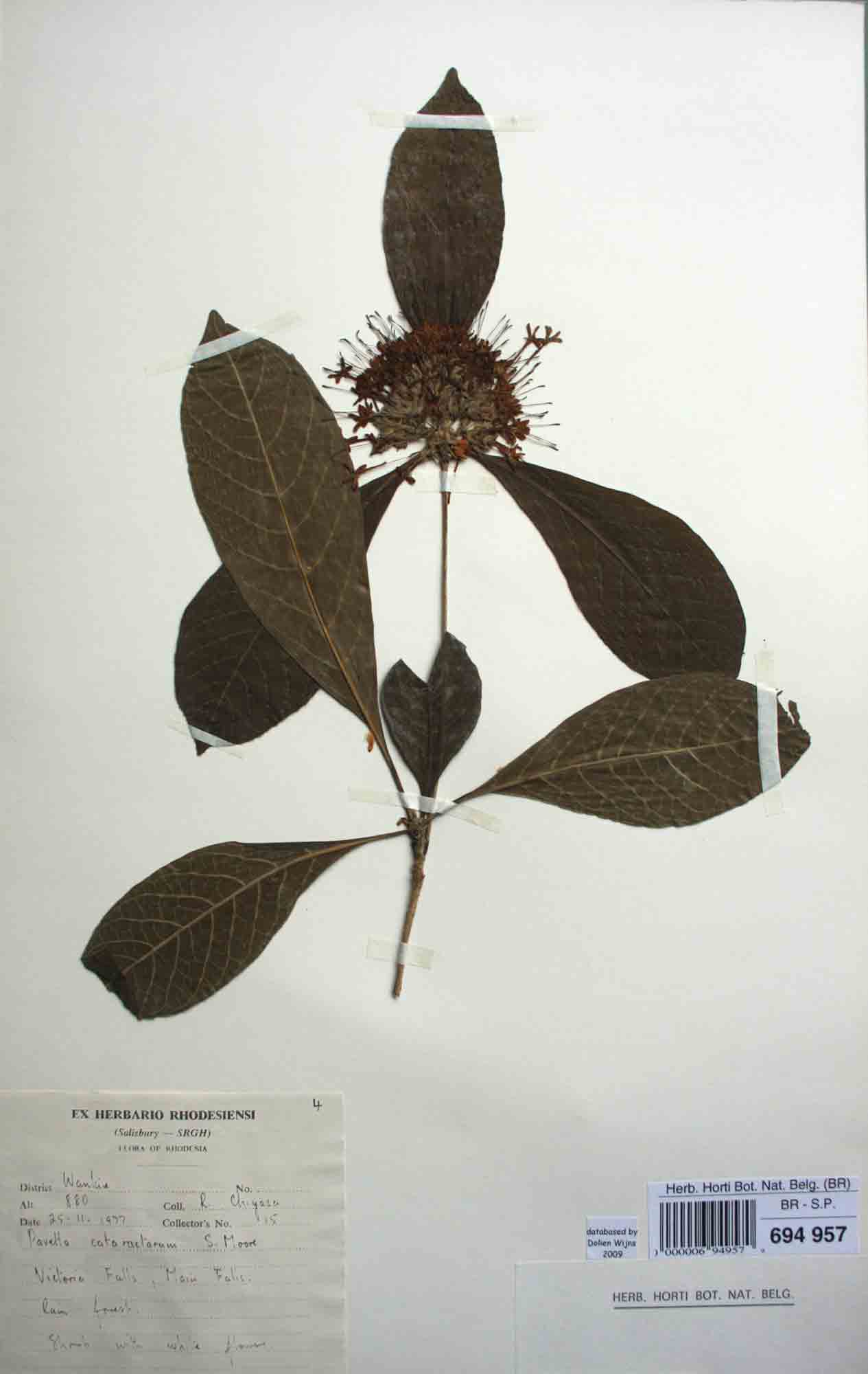 Pavetta cataractarum