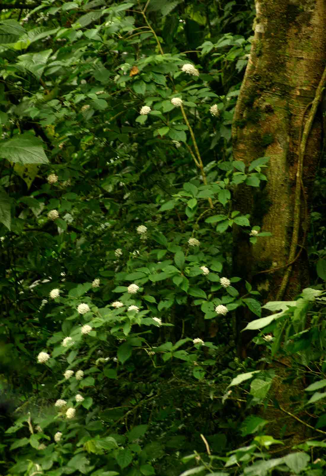 Pavetta comostyla subsp. comostyla var. inyangensis