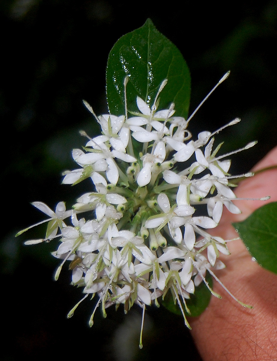 Pavetta comostyla subsp. comostyla var. inyangensis