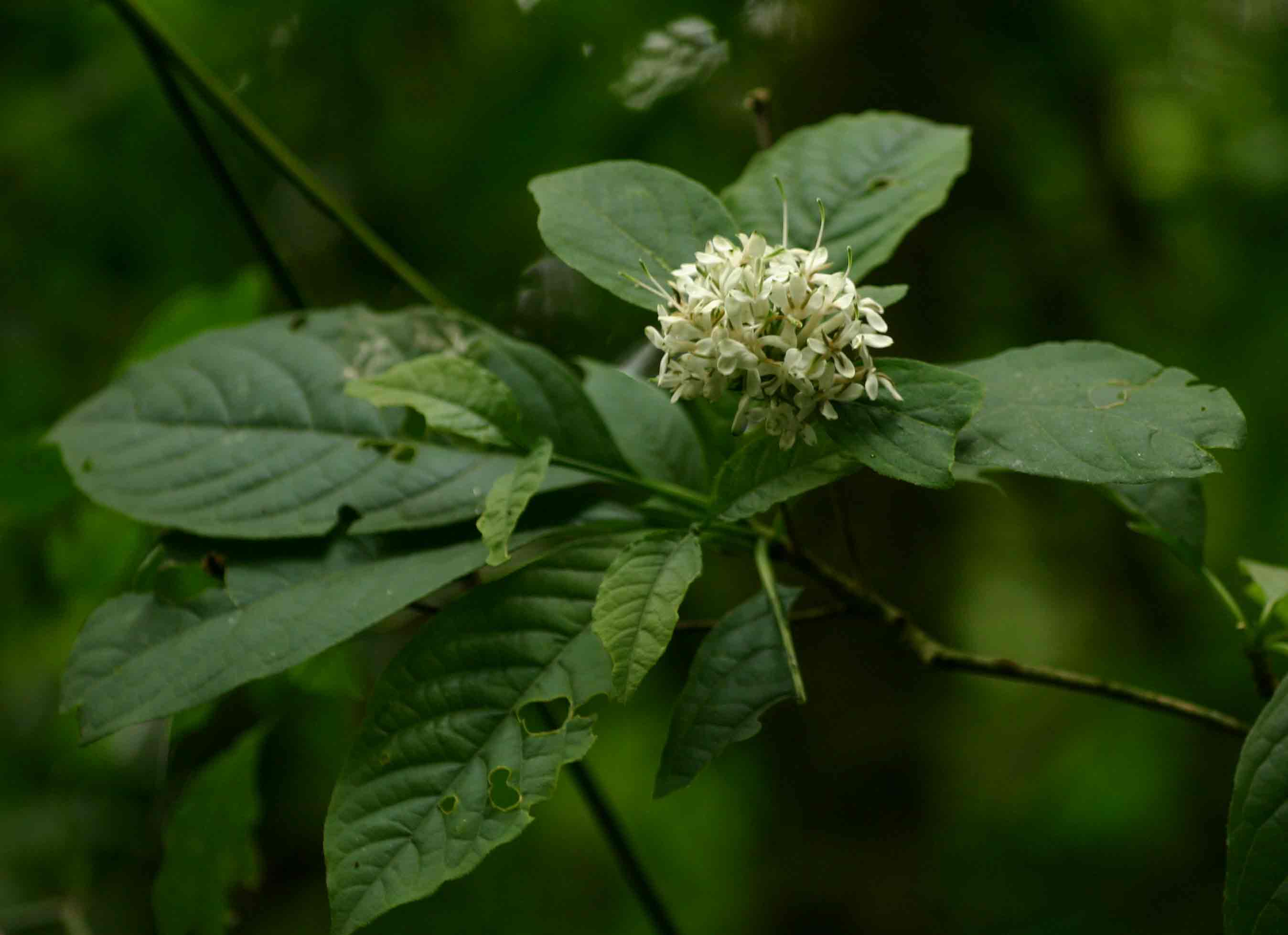 Pavetta comostyla subsp. comostyla var. inyangensis