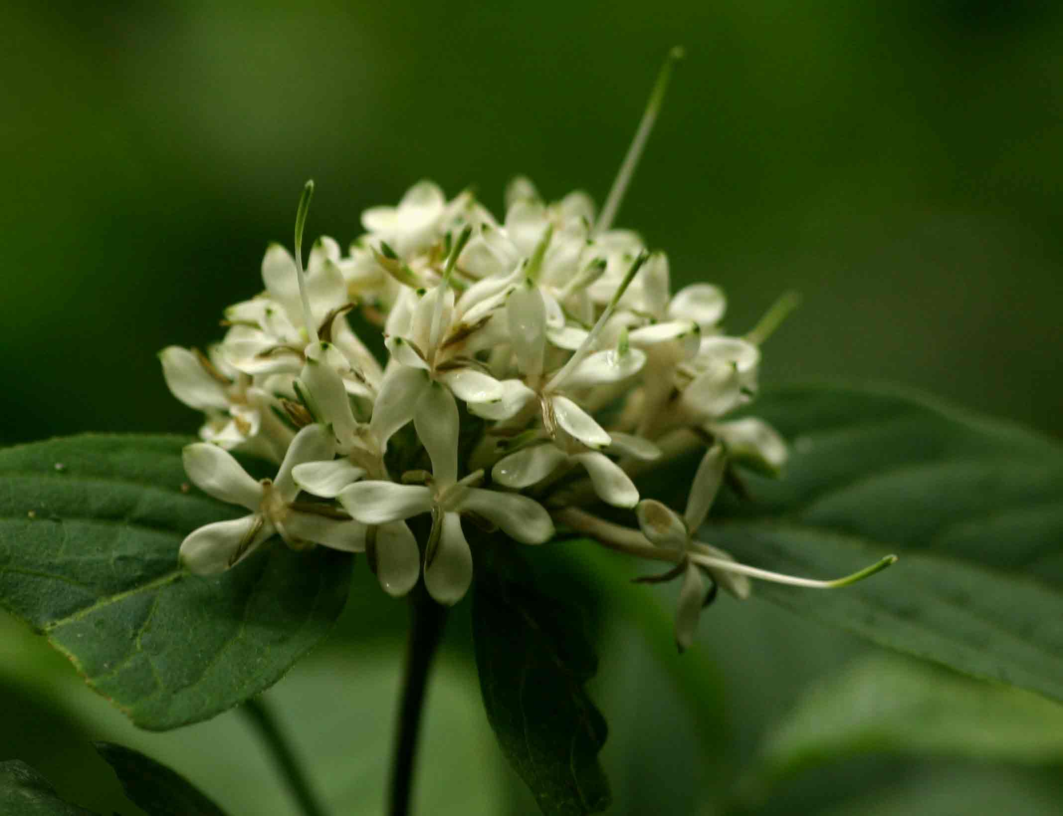 Pavetta comostyla subsp. comostyla var. inyangensis