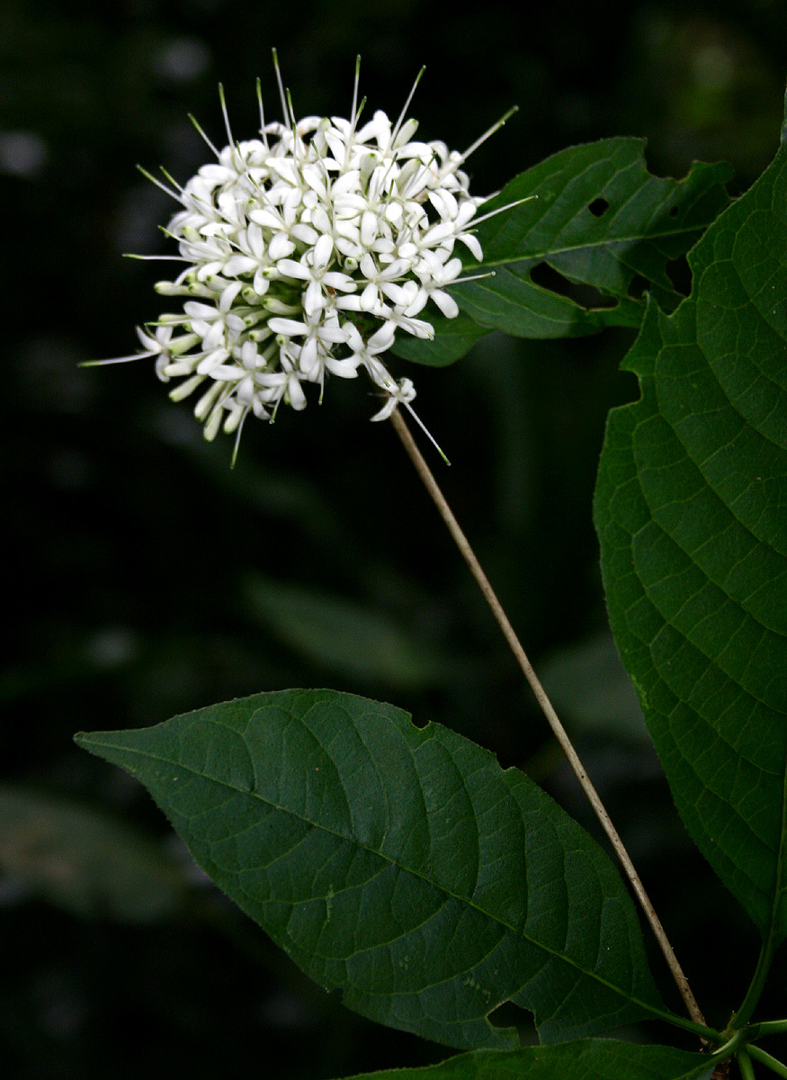Pavetta comostyla subsp. comostyla var. inyangensis
