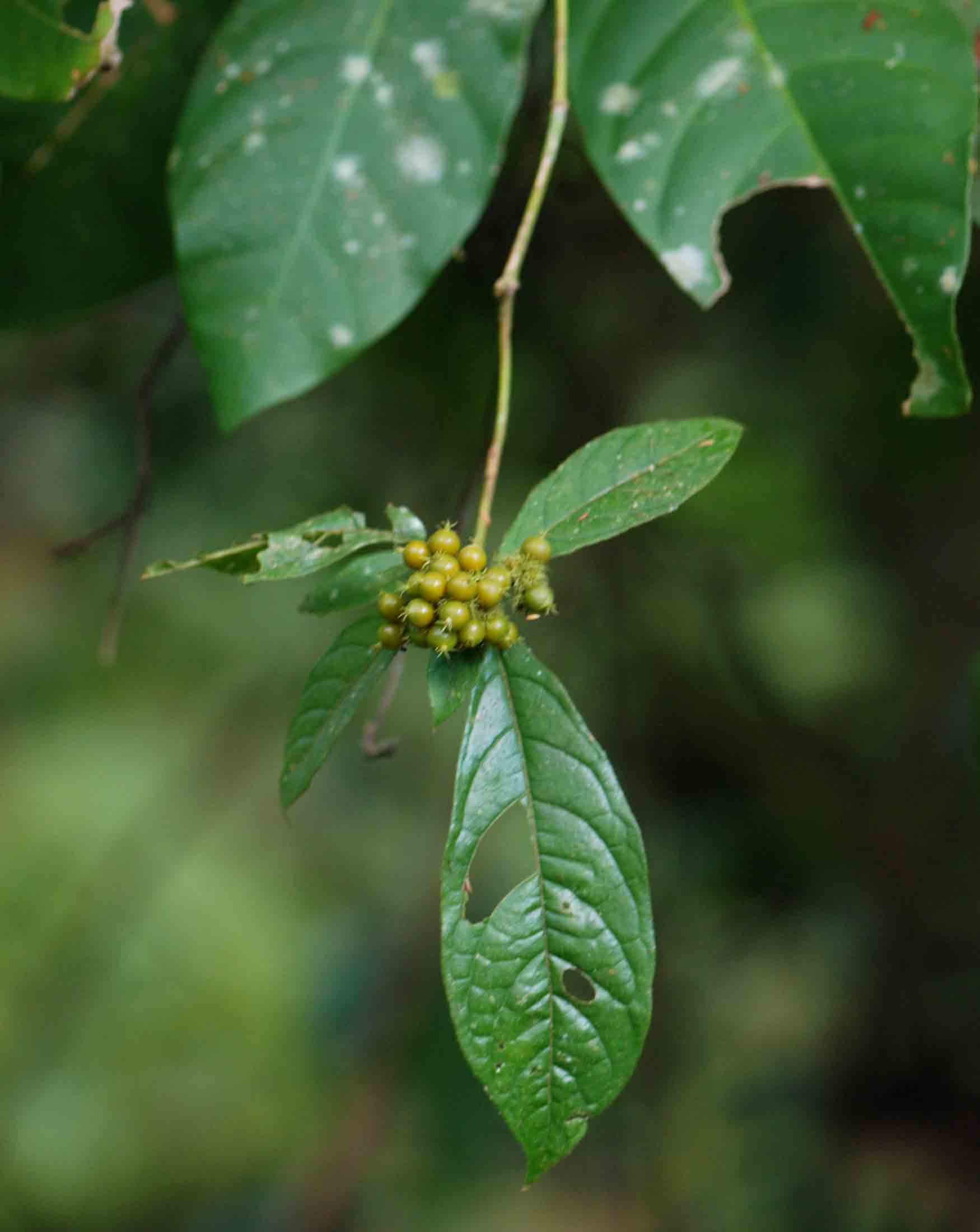Rutidea orientalis